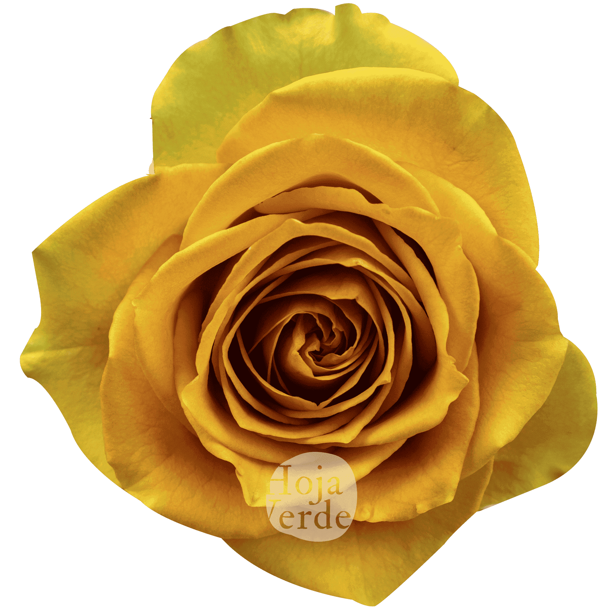 Tropic Versilia premium Ecuadorian rose by Hoja Verde, intensely vibrant peach shade