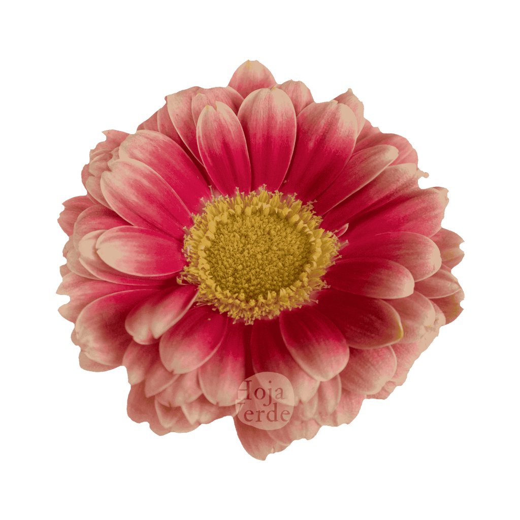 Twiggy, bicolor gerbera grown in Ecuador by Hoja Verde