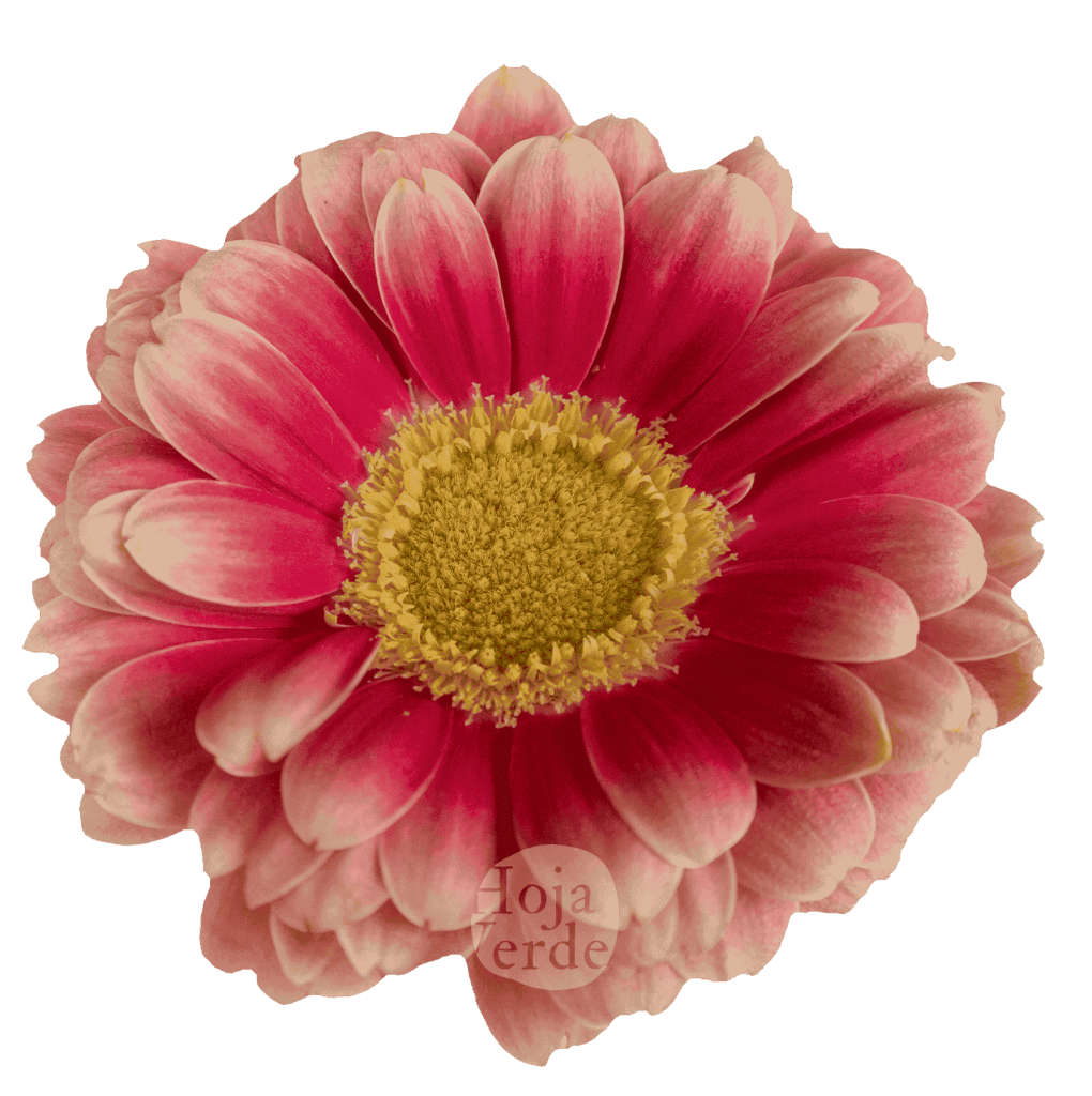 Twiggy, bicolor gerbera grown in Ecuador by Hoja Verde