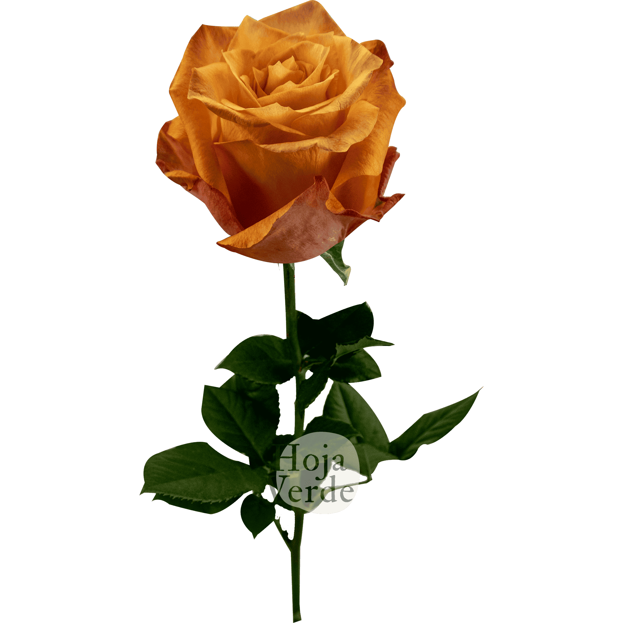 Twilight premium Ecuadorian rose by Hoja Verde: yellowish-orange center with soft orange outer petals