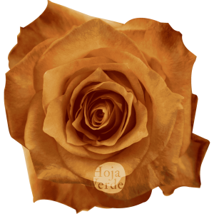 Twilight premium Ecuadorian rose by Hoja Verde: yellowish-orange center with soft orange outer petals