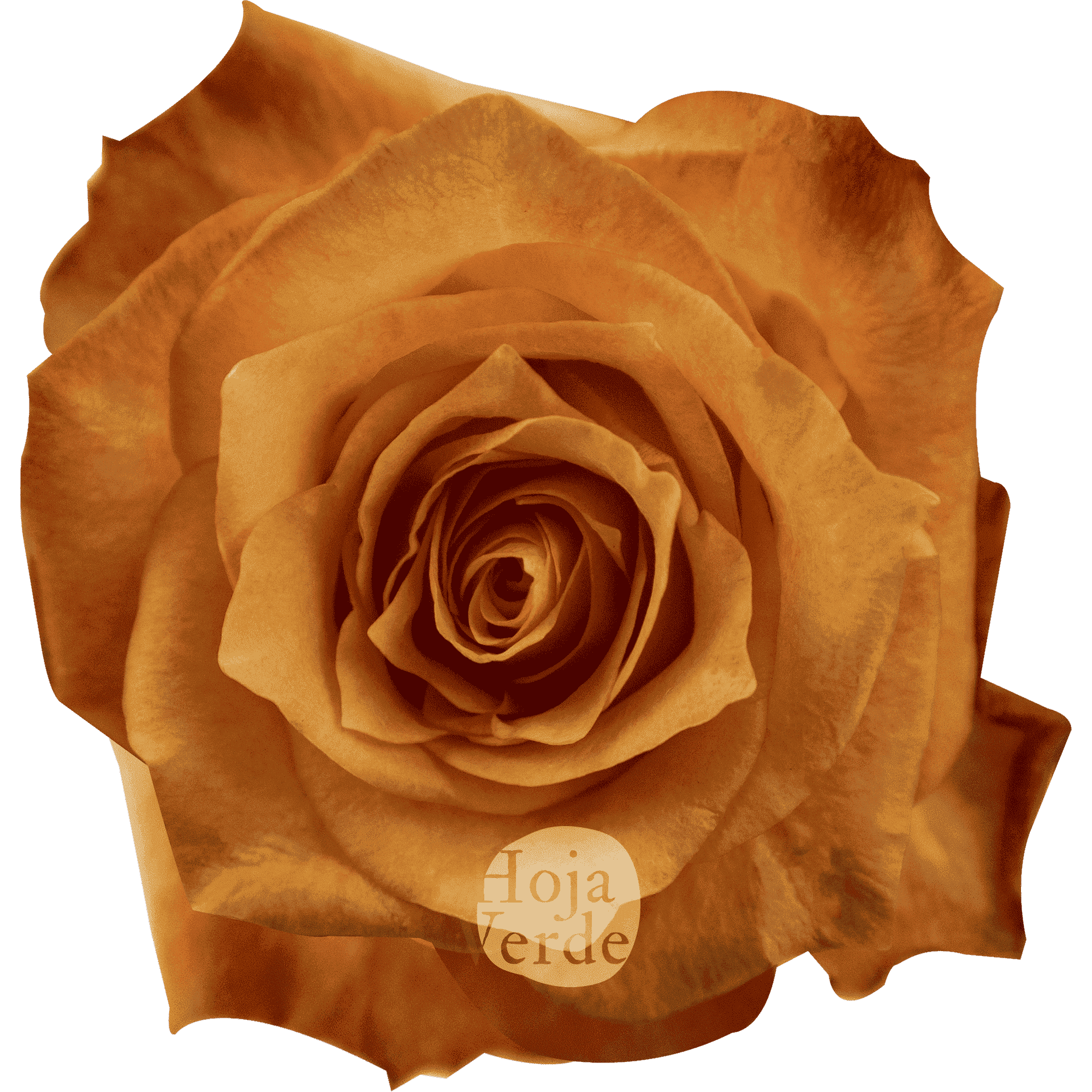 Twilight premium Ecuadorian rose by Hoja Verde: yellowish-orange center with soft orange outer petals
