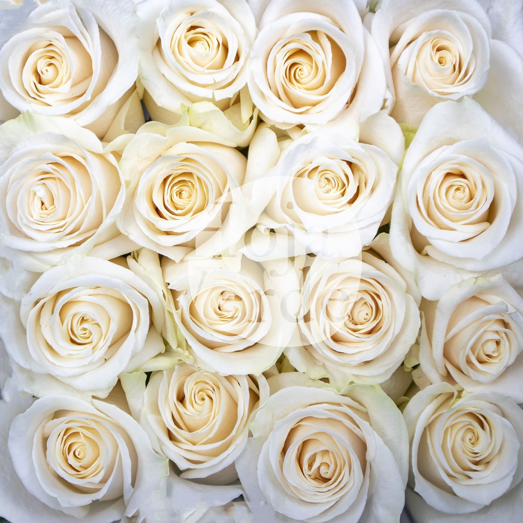 Vendela premium Ecuadorian rose by Hoja Verde — true cream tone