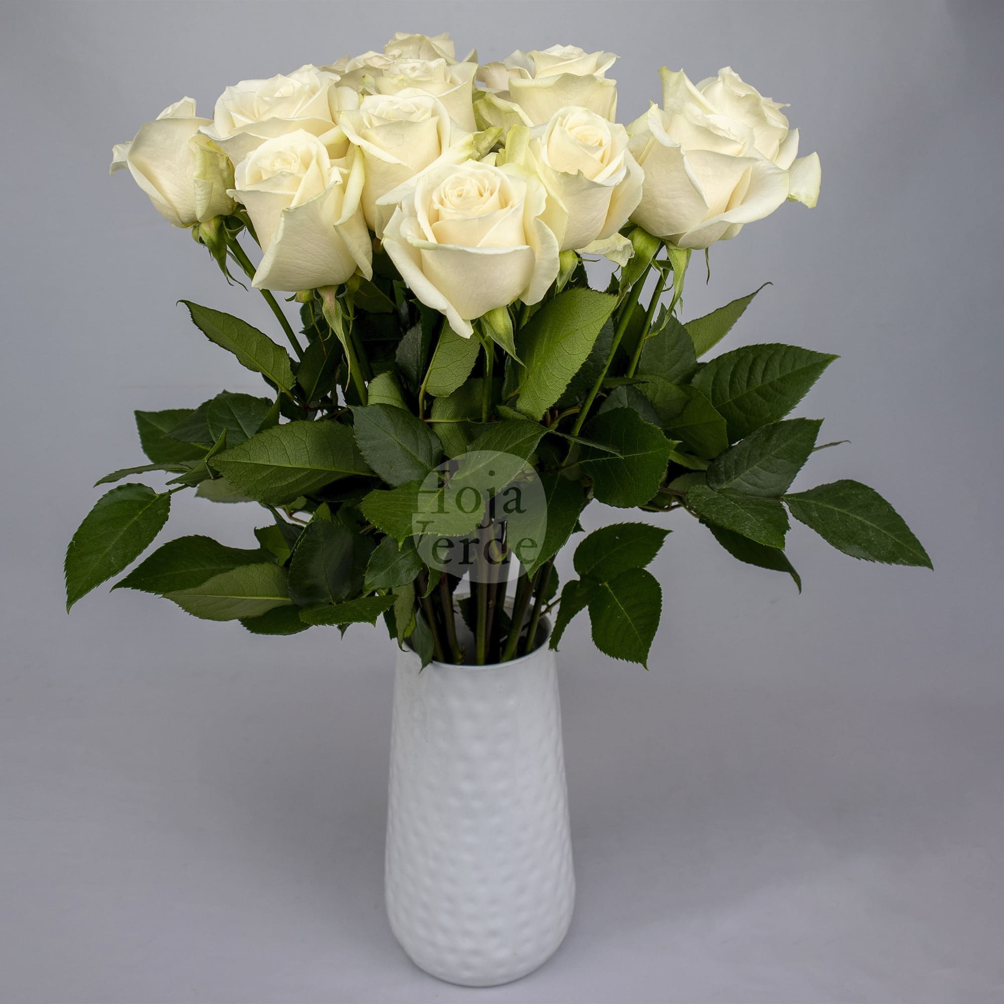 Vendela premium Ecuadorian rose by Hoja Verde — true cream tone