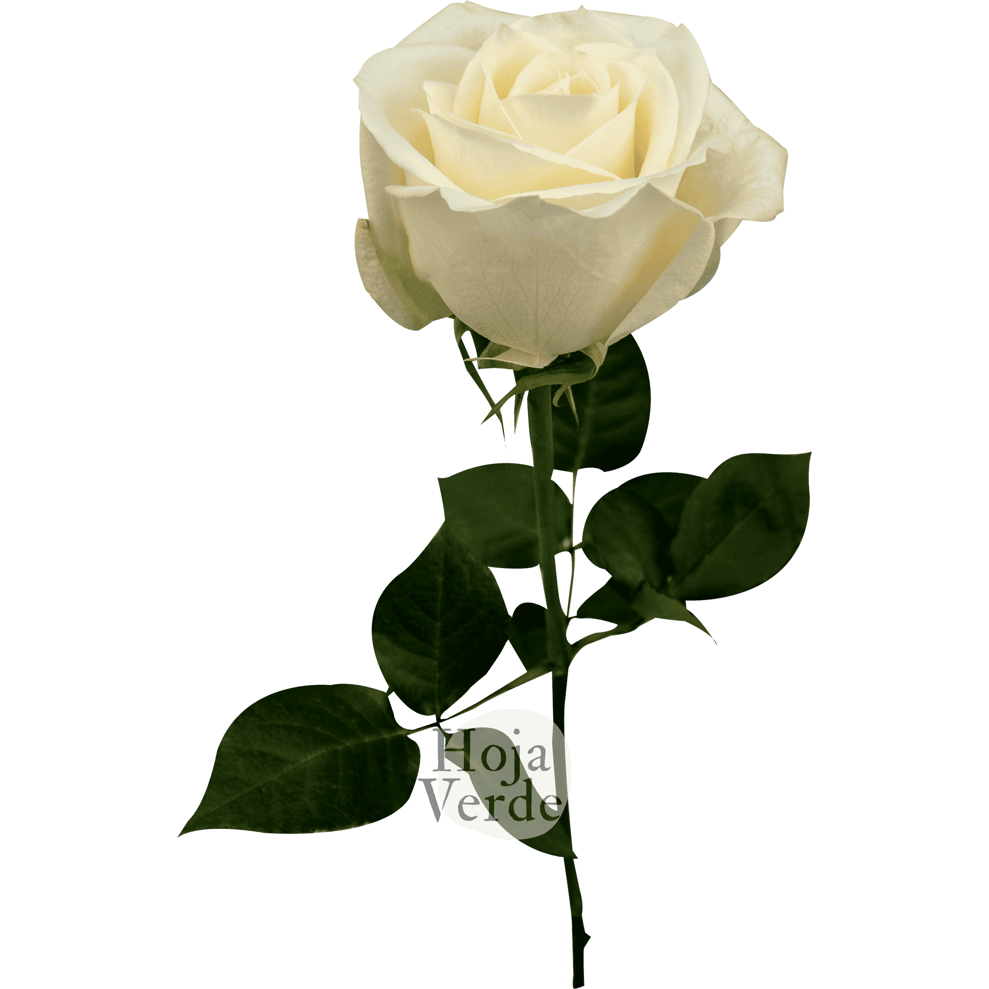 Vendela premium Ecuadorian rose by Hoja Verde — true cream tone