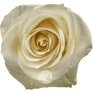 Vendela premium Ecuadorian rose by Hoja Verde — true cream tone