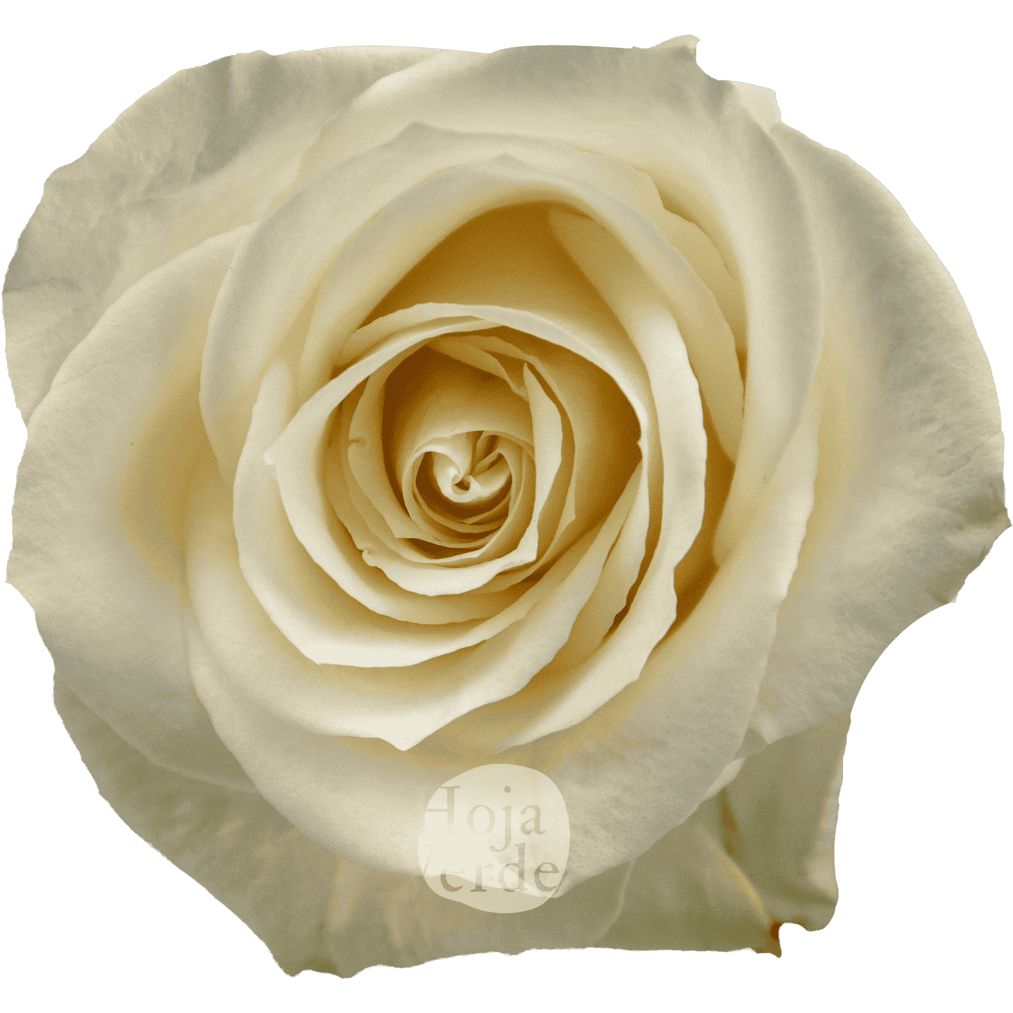 Vendela premium Ecuadorian rose by Hoja Verde — true cream tone