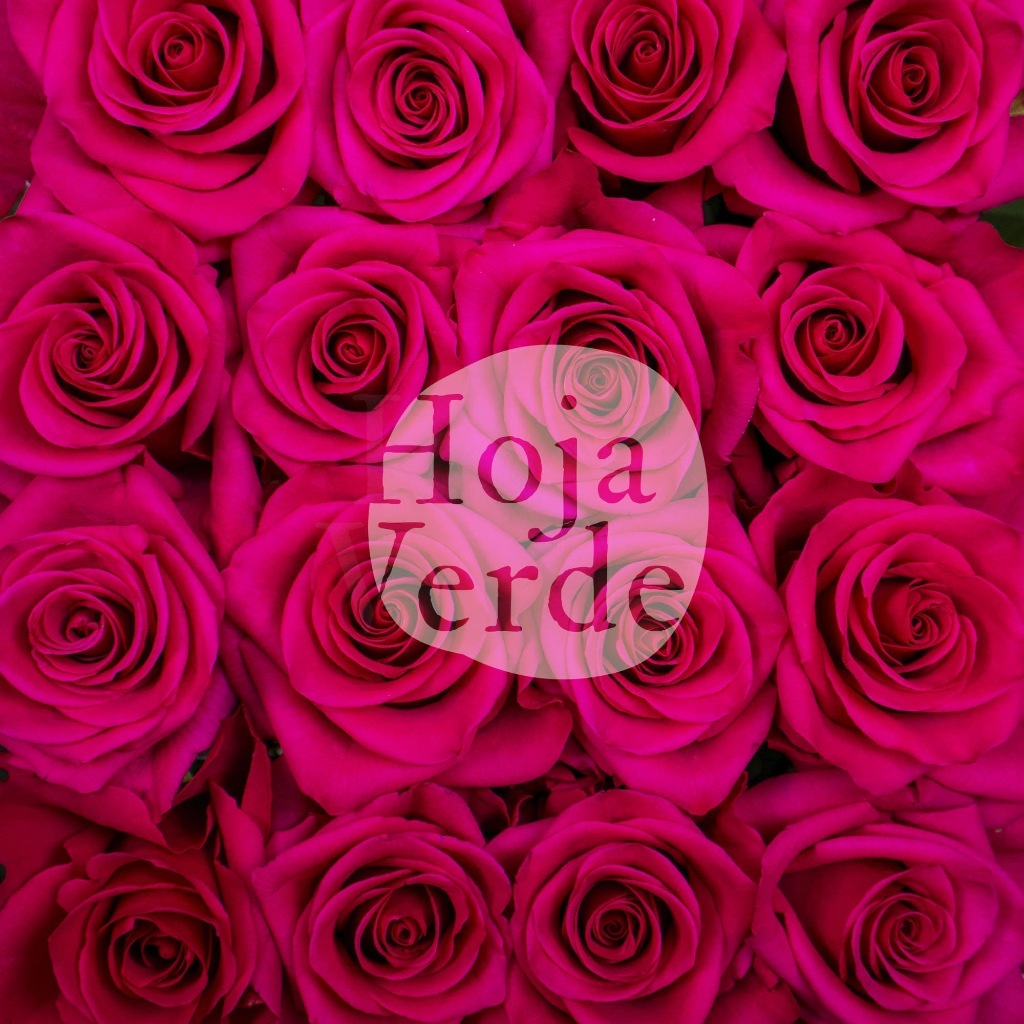VI.I. Pink bright hot pink Ecuadorian rose by Hoja Verde