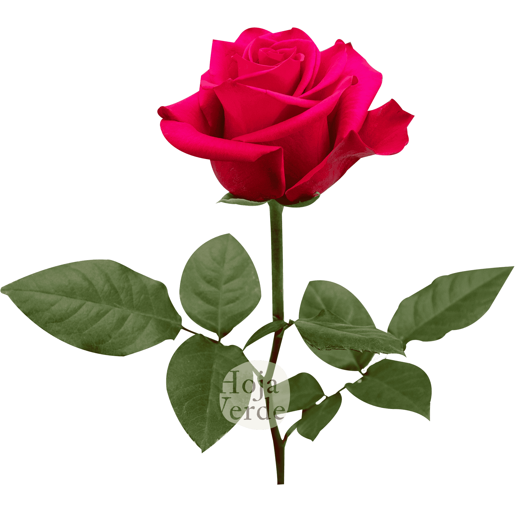 VI.I. Pink bright hot pink Ecuadorian rose by Hoja Verde