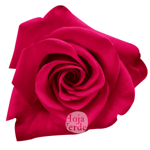 VI.I. Pink bright hot pink Ecuadorian rose by Hoja Verde