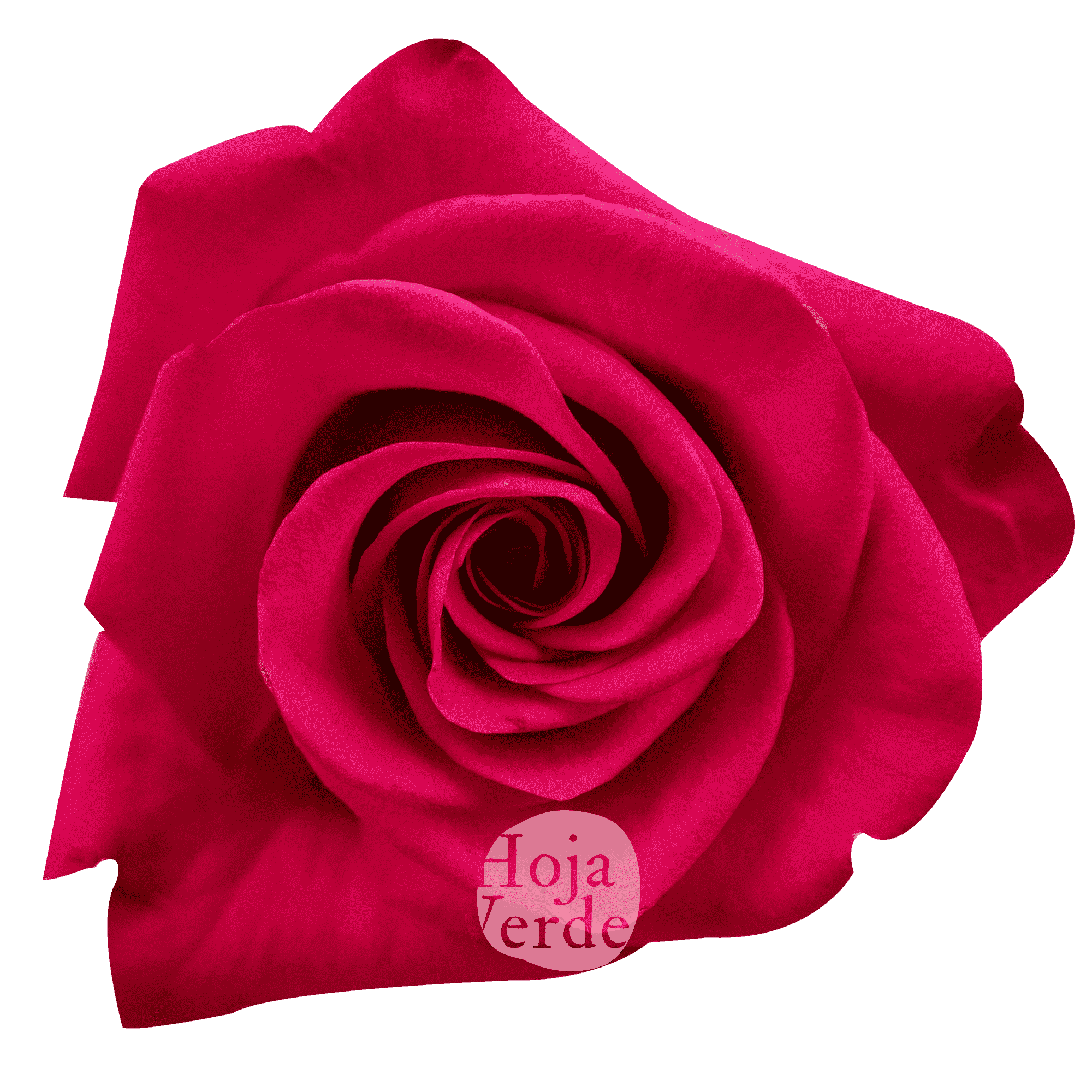 VI.I. Pink bright hot pink Ecuadorian rose by Hoja Verde