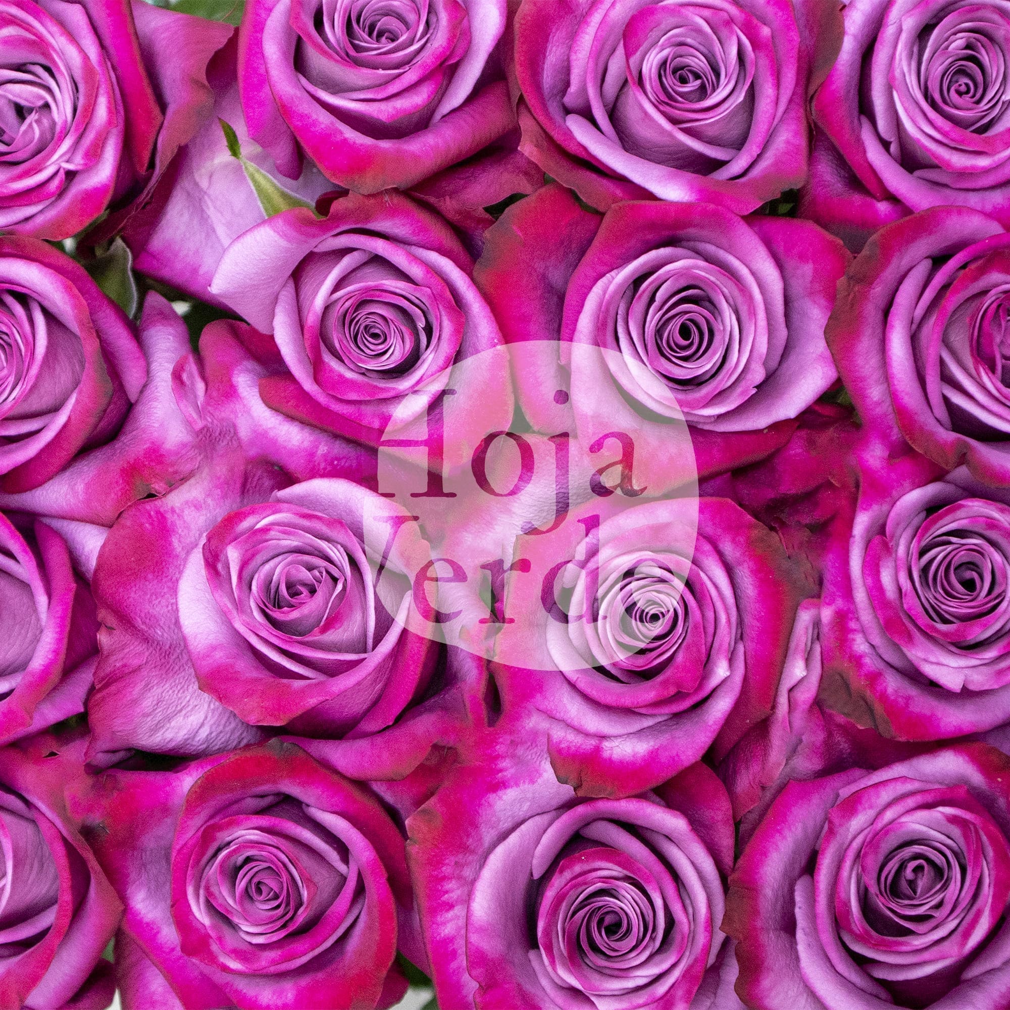 Violet Hill, bold lavender Ecuadorian rose by Hoja Verde