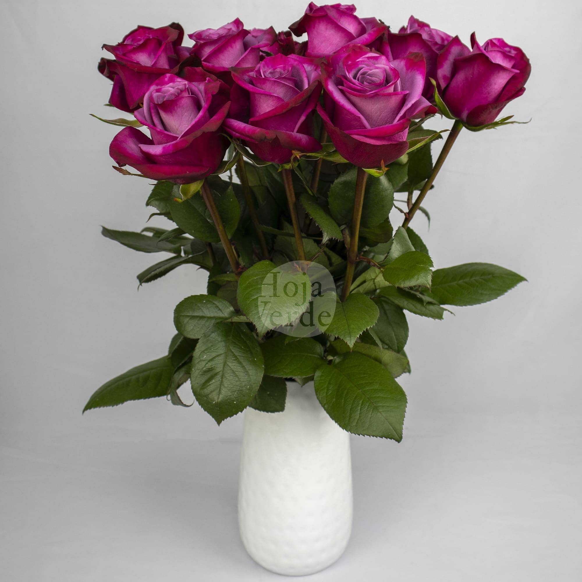 Violet Hill, bold lavender Ecuadorian rose by Hoja Verde
