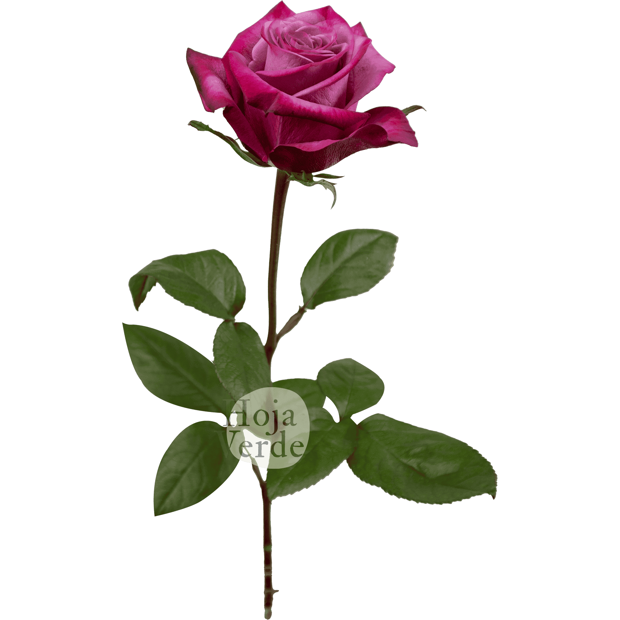 Violet Hill, bold lavender Ecuadorian rose by Hoja Verde