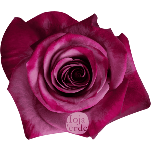 Violet Hill, bold lavender Ecuadorian rose by Hoja Verde