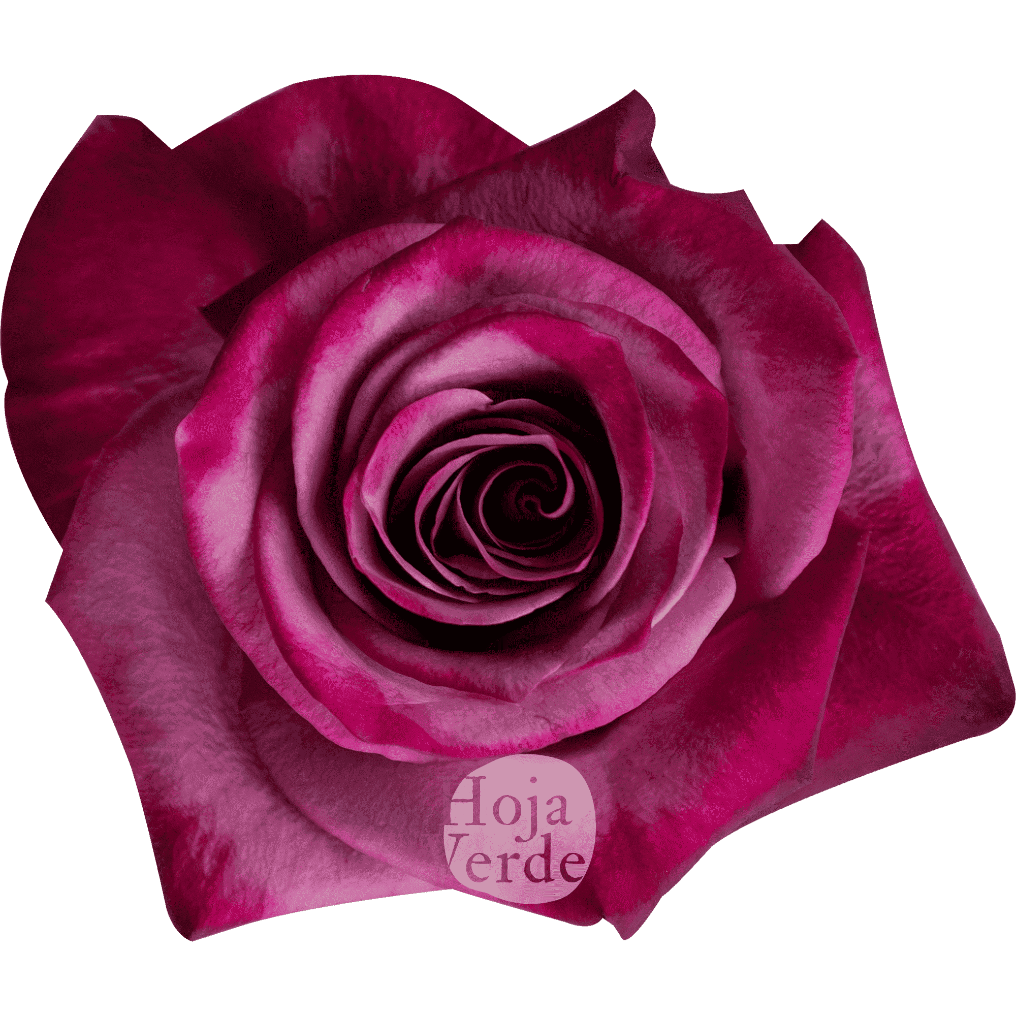 Violet Hill, bold lavender Ecuadorian rose by Hoja Verde
