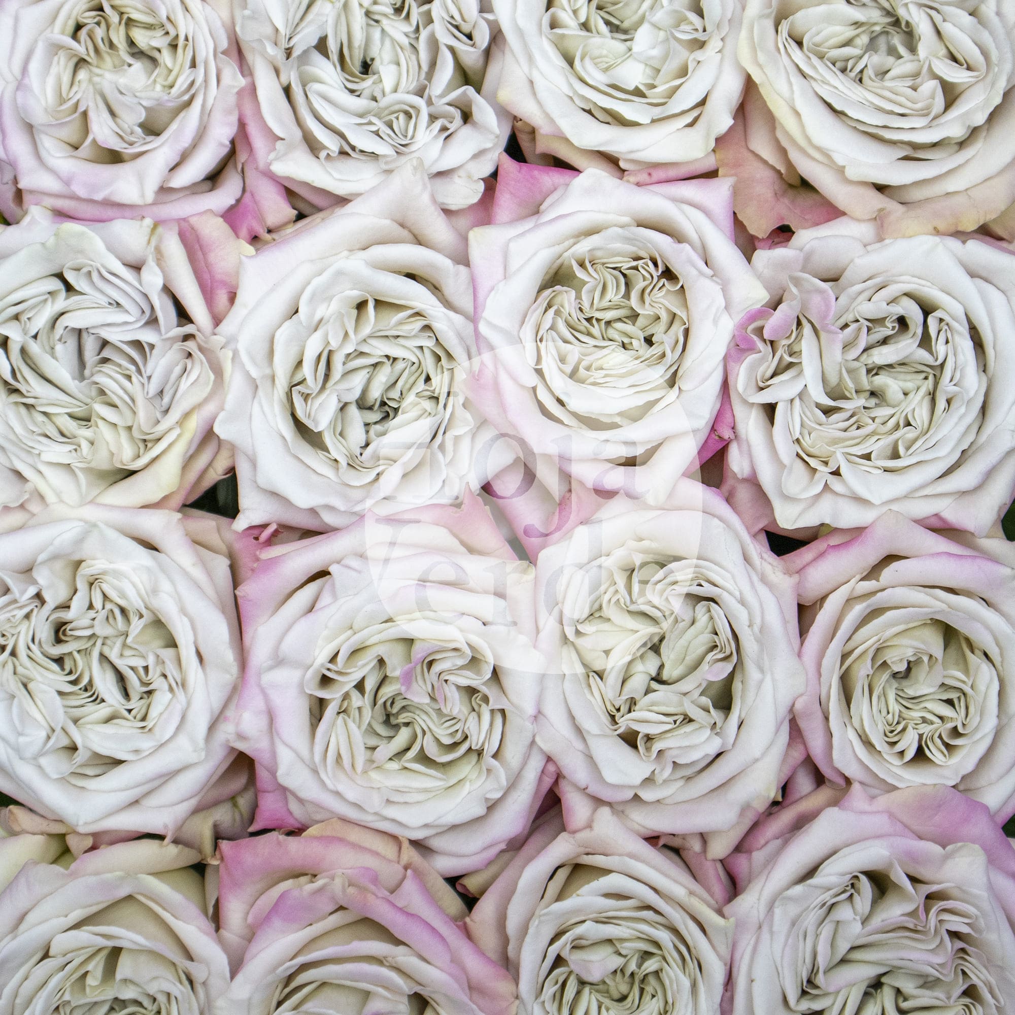 Westminster Abbey, Ecuadorian garden rose by Hoja Verde, exclusive ivory tone with soft pink outer petals