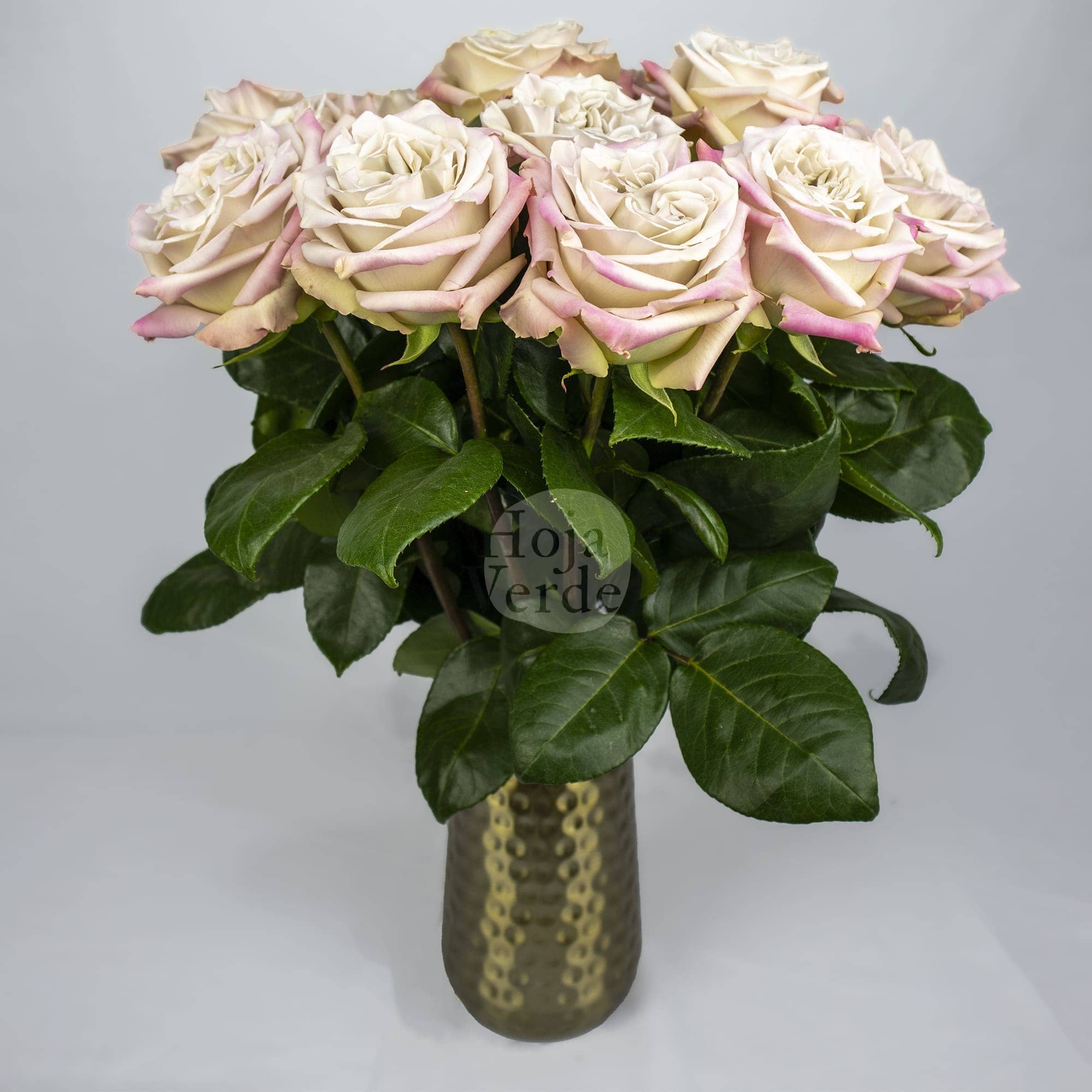 Westminster Abbey, Ecuadorian garden rose by Hoja Verde, exclusive ivory tone with soft pink outer petals
