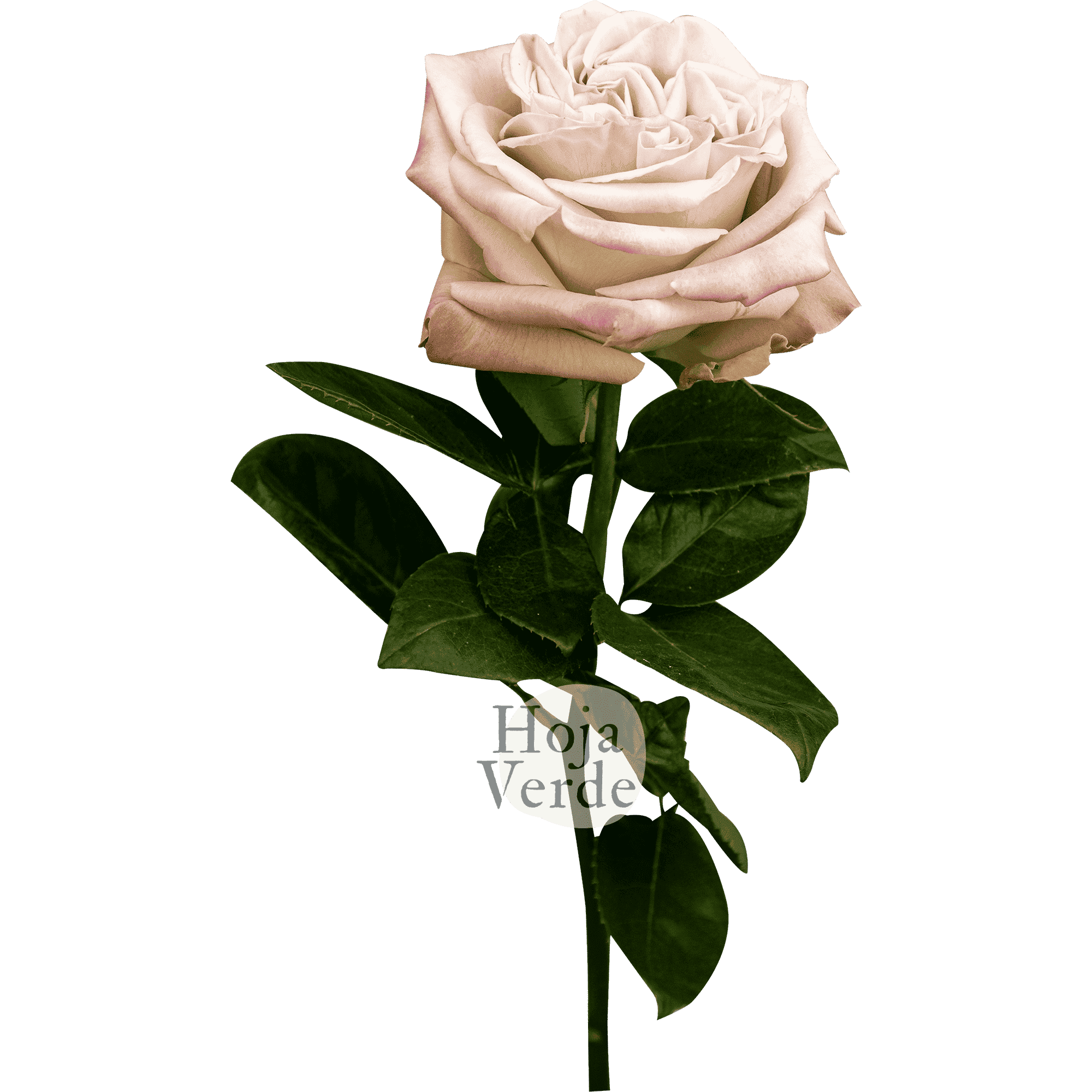 Westminster Abbey, Ecuadorian garden rose by Hoja Verde, exclusive ivory tone with soft pink outer petals