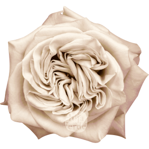 Westminster Abbey, Ecuadorian garden rose by Hoja Verde, exclusive ivory tone with soft pink outer petals