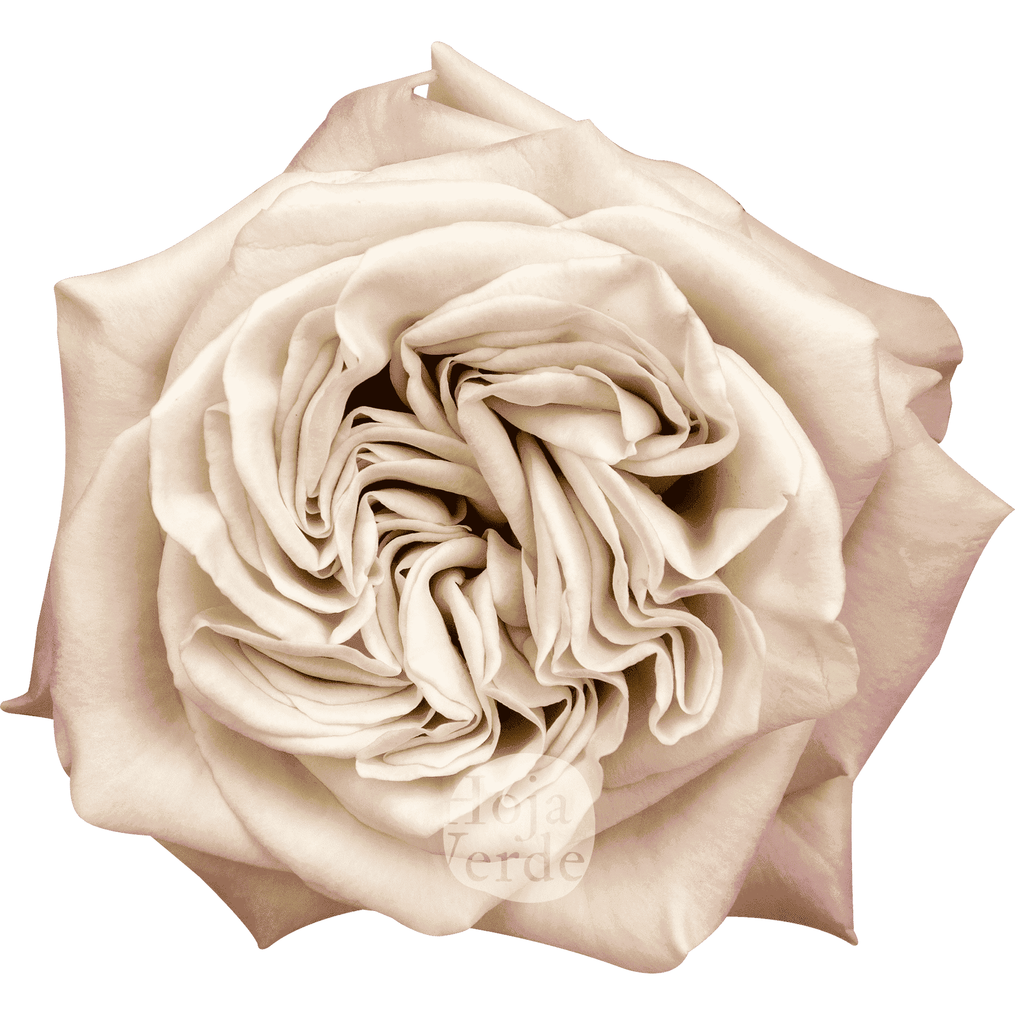 Westminster Abbey, Ecuadorian garden rose by Hoja Verde, exclusive ivory tone with soft pink outer petals