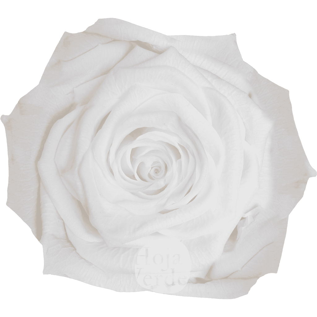 Discover White by Hoja Verde, preserved and tinted Ecuadorian rose in pure pastel white