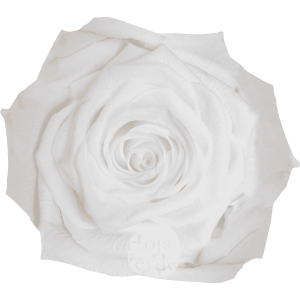 Discover White by Hoja Verde, preserved and tinted Ecuadorian rose in pure pastel white