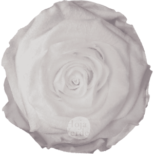 Teddy White preserved rose, vibrant white tone with velvety, fluffy texture by Hoja Verde.