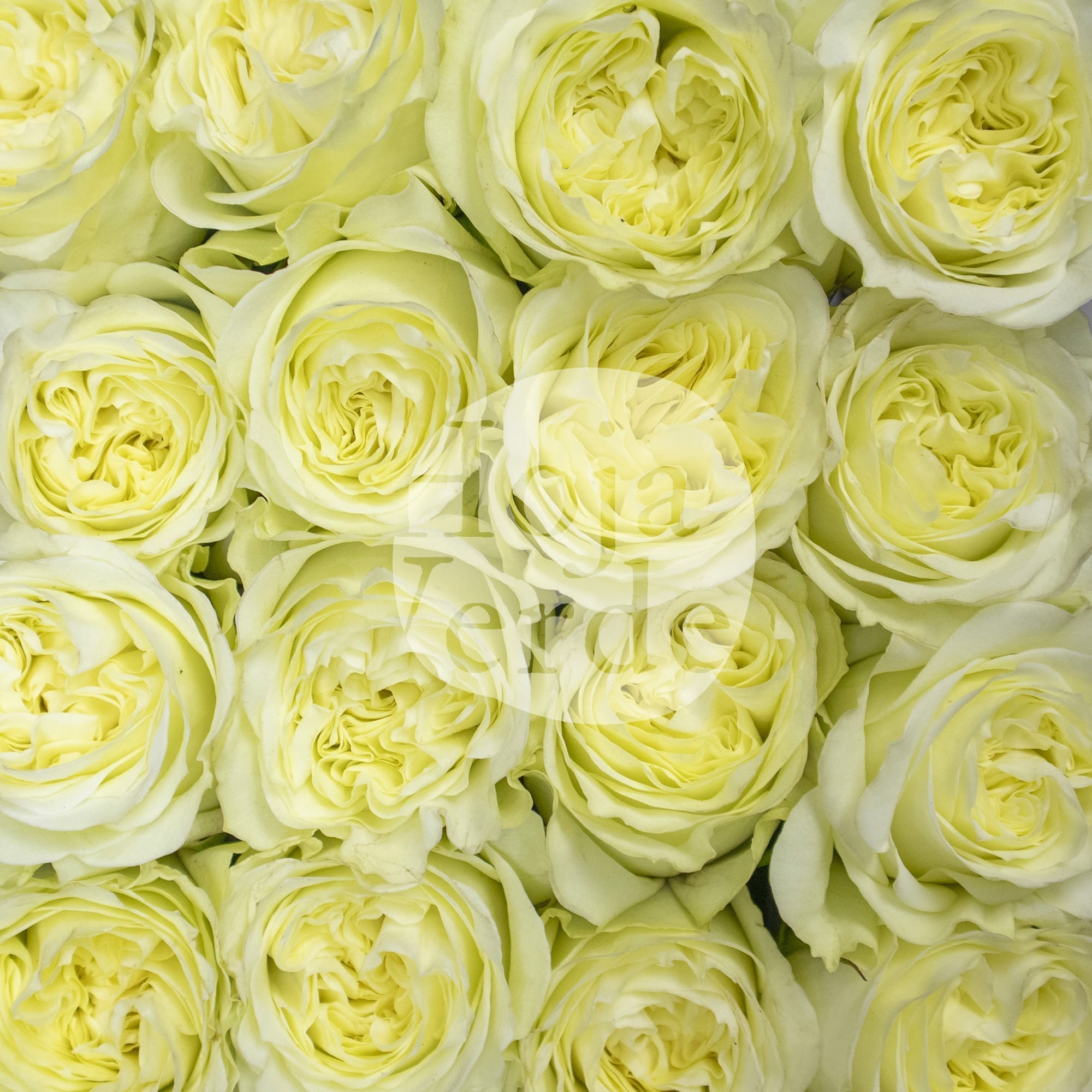 White Xpression premium Ecuadorian garden rose by Hoja Verde — pure white shade with a creamy center effect