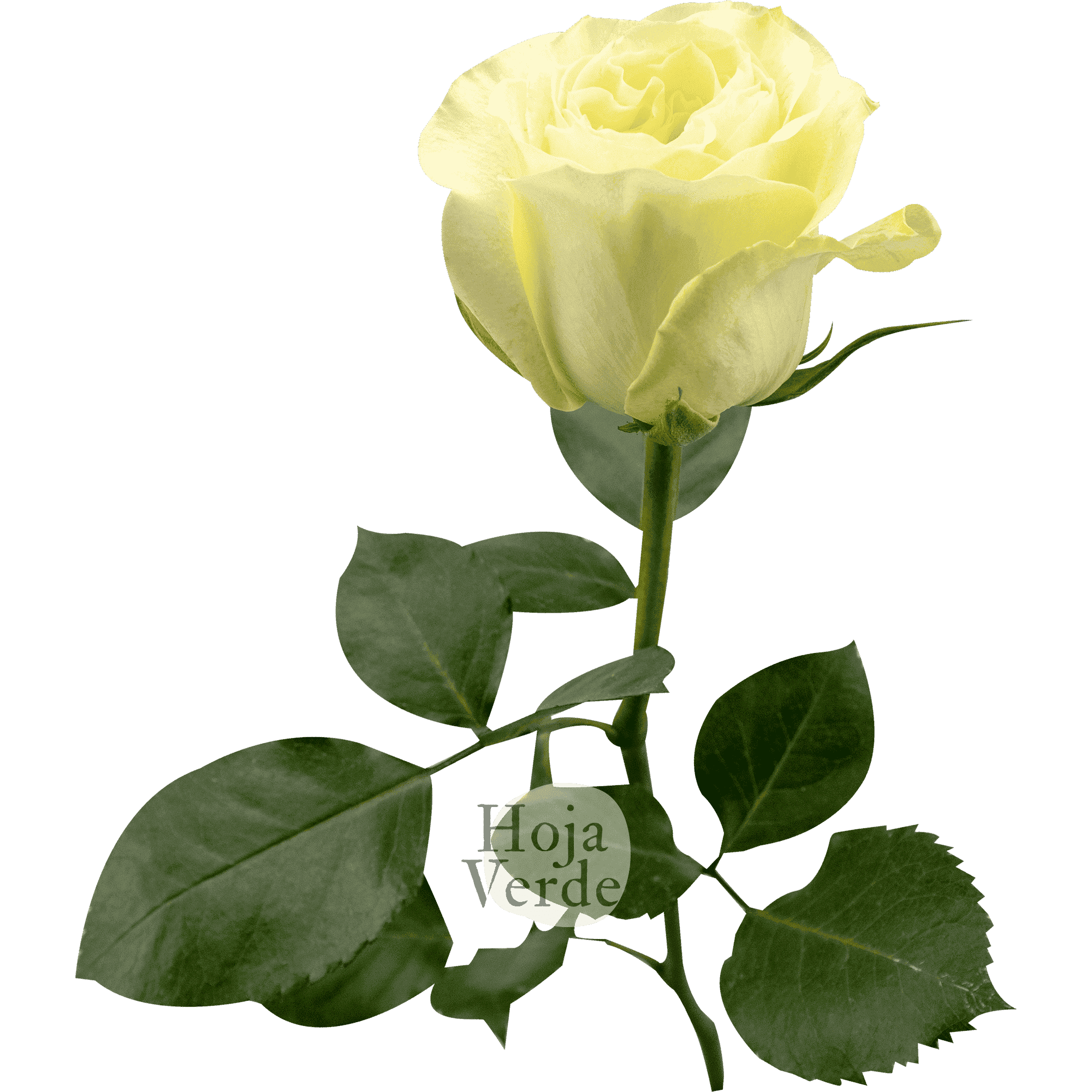 White Xpression premium Ecuadorian garden rose by Hoja Verde — pure white shade with a creamy center effect
