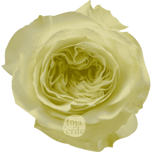 White Xpression premium Ecuadorian garden rose by Hoja Verde — pure white shade with a creamy center effect