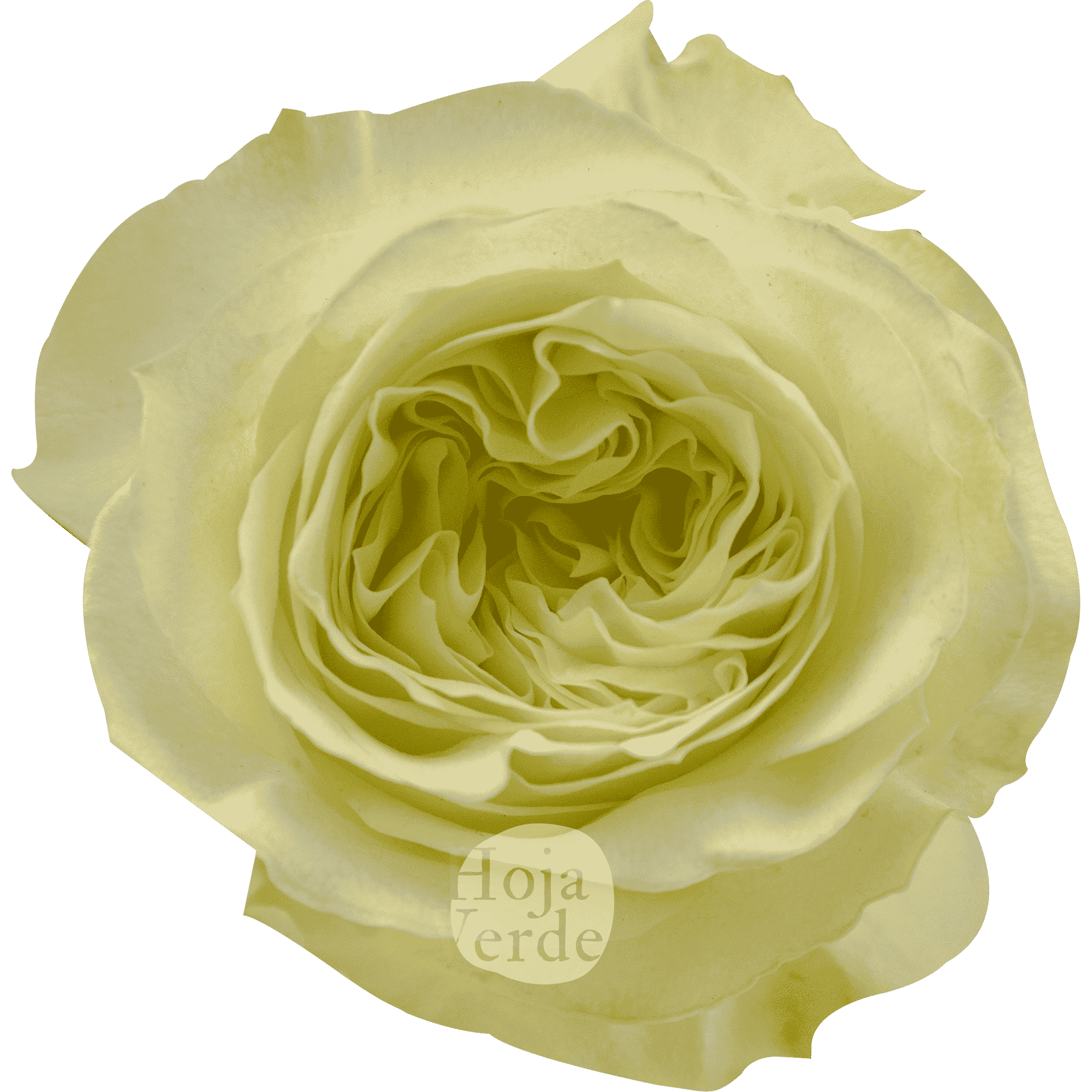 White Xpression premium Ecuadorian garden rose by Hoja Verde — pure white shade with a creamy center effect