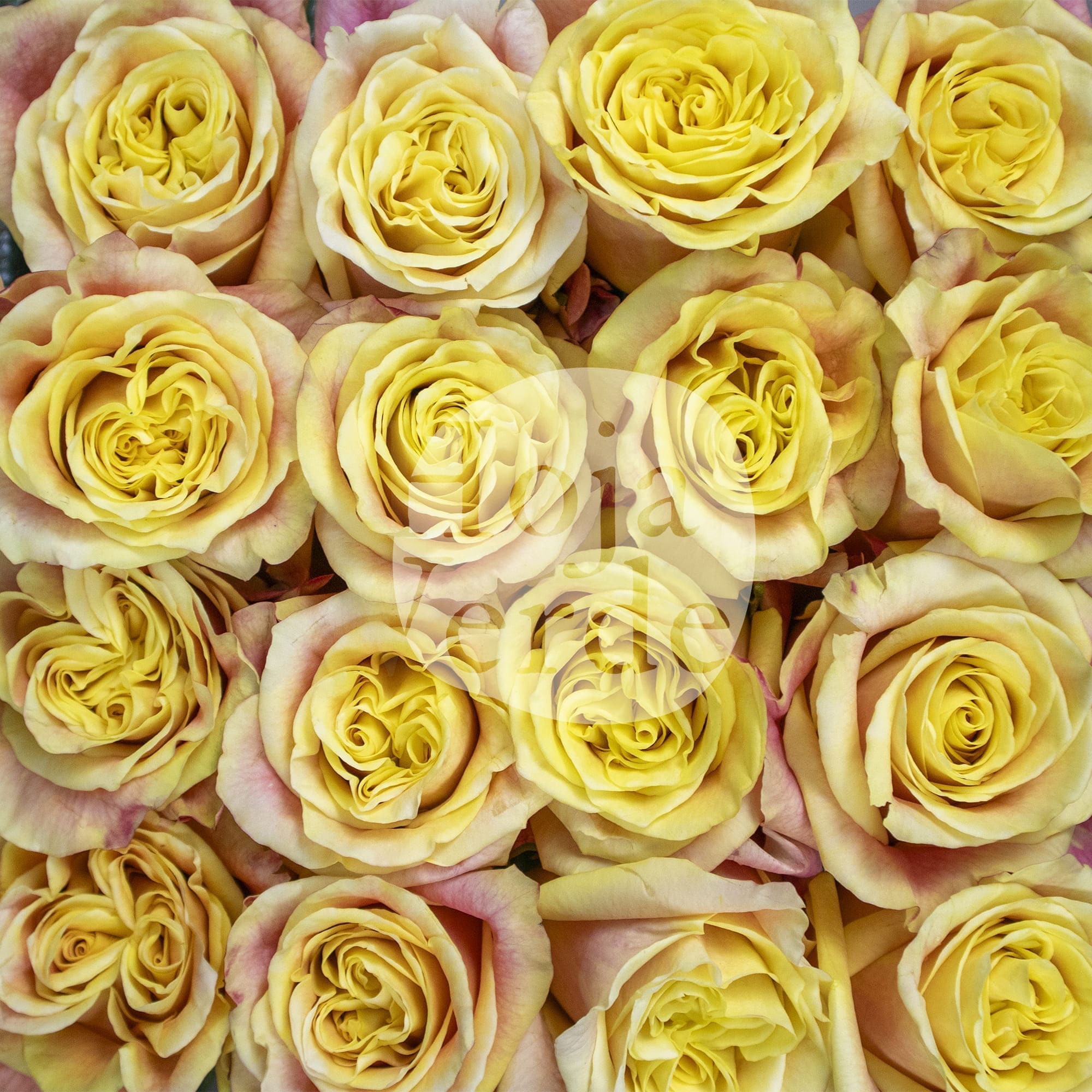 Wild Crown, Ecuadorian rose by Hoja Verde — vibrant yellow petals with fiery red outer edges