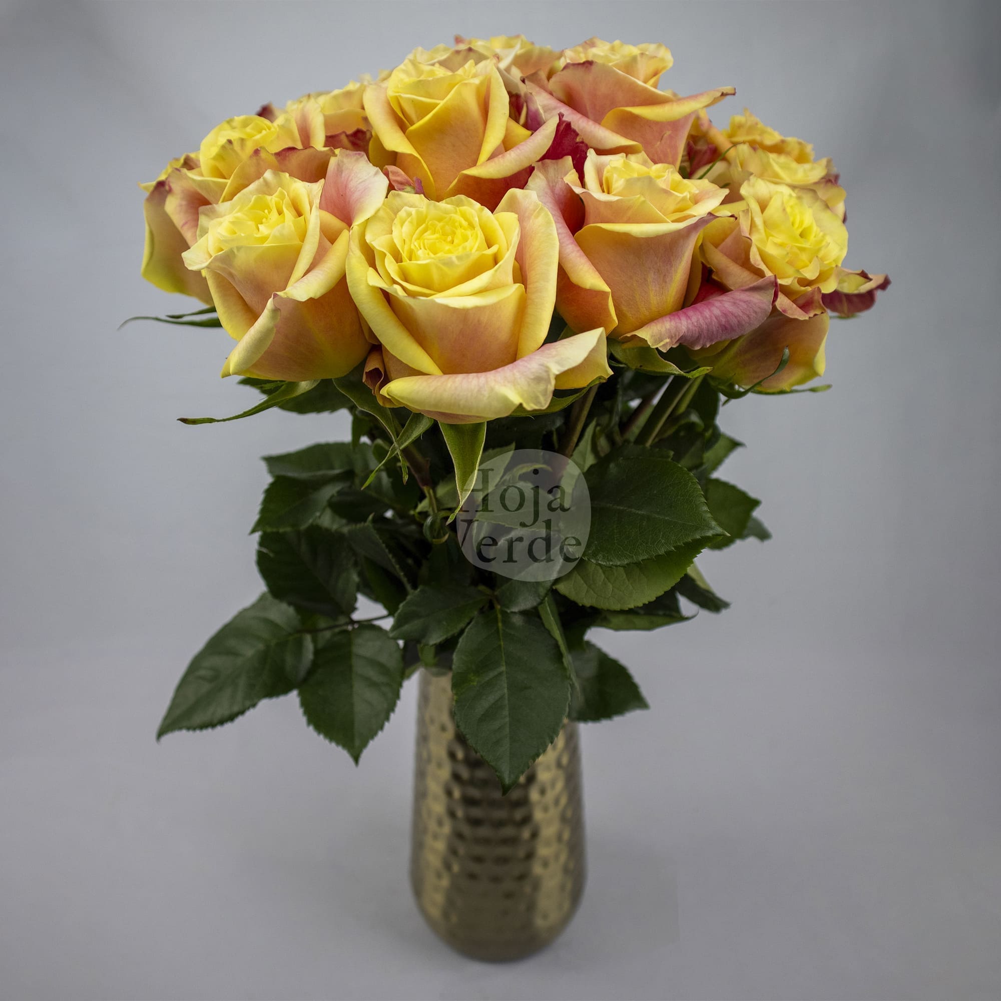 Wild Crown, Ecuadorian rose by Hoja Verde — vibrant yellow petals with fiery red outer edges