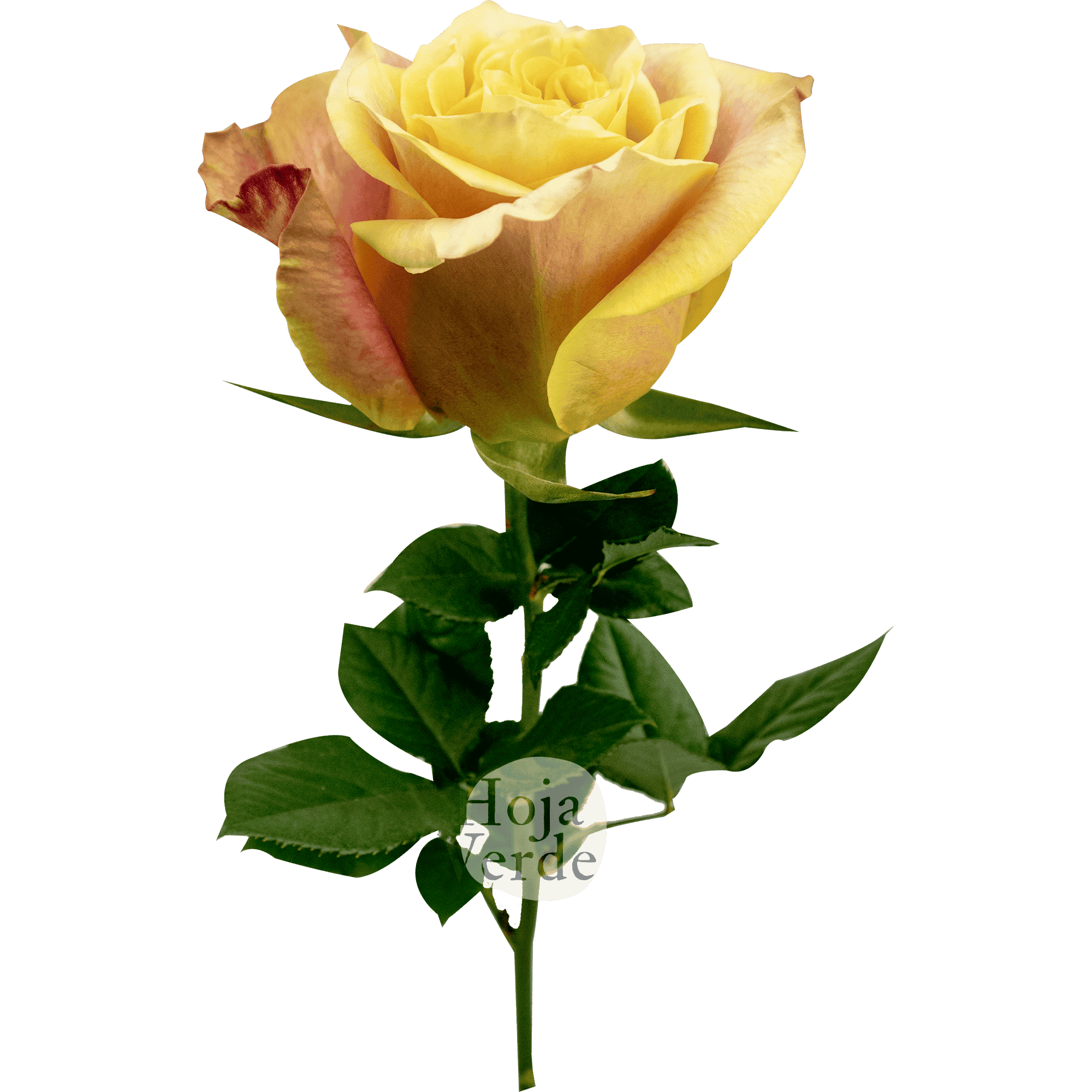 Wild Crown, Ecuadorian rose by Hoja Verde — vibrant yellow petals with fiery red outer edges