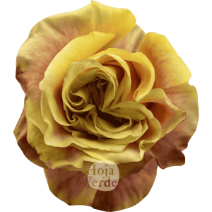 Wild Crown, Ecuadorian rose by Hoja Verde — vibrant yellow petals with fiery red outer edges