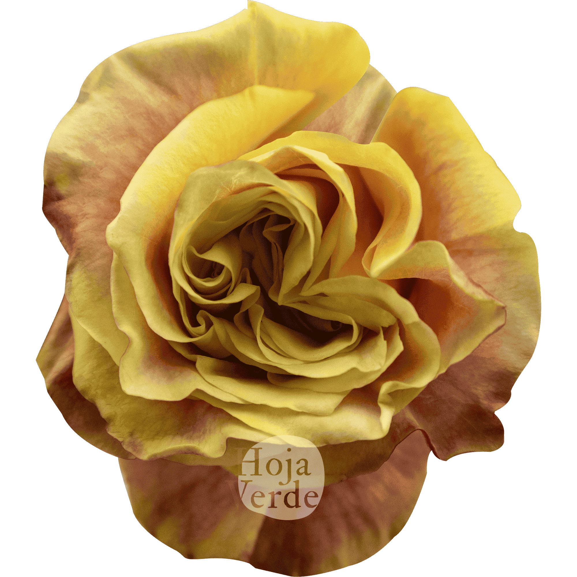 Wild Crown, Ecuadorian rose by Hoja Verde — vibrant yellow petals with fiery red outer edges