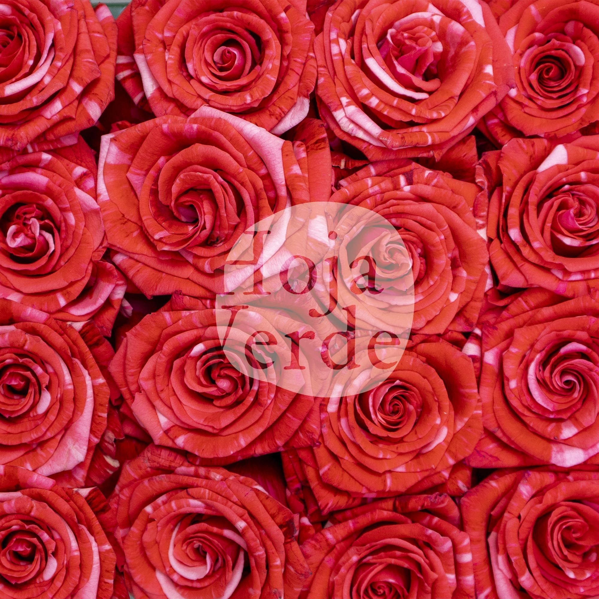 Wild Cat, Ecuadorian rose by Hoja Verde with red base with pink marbled sparkles