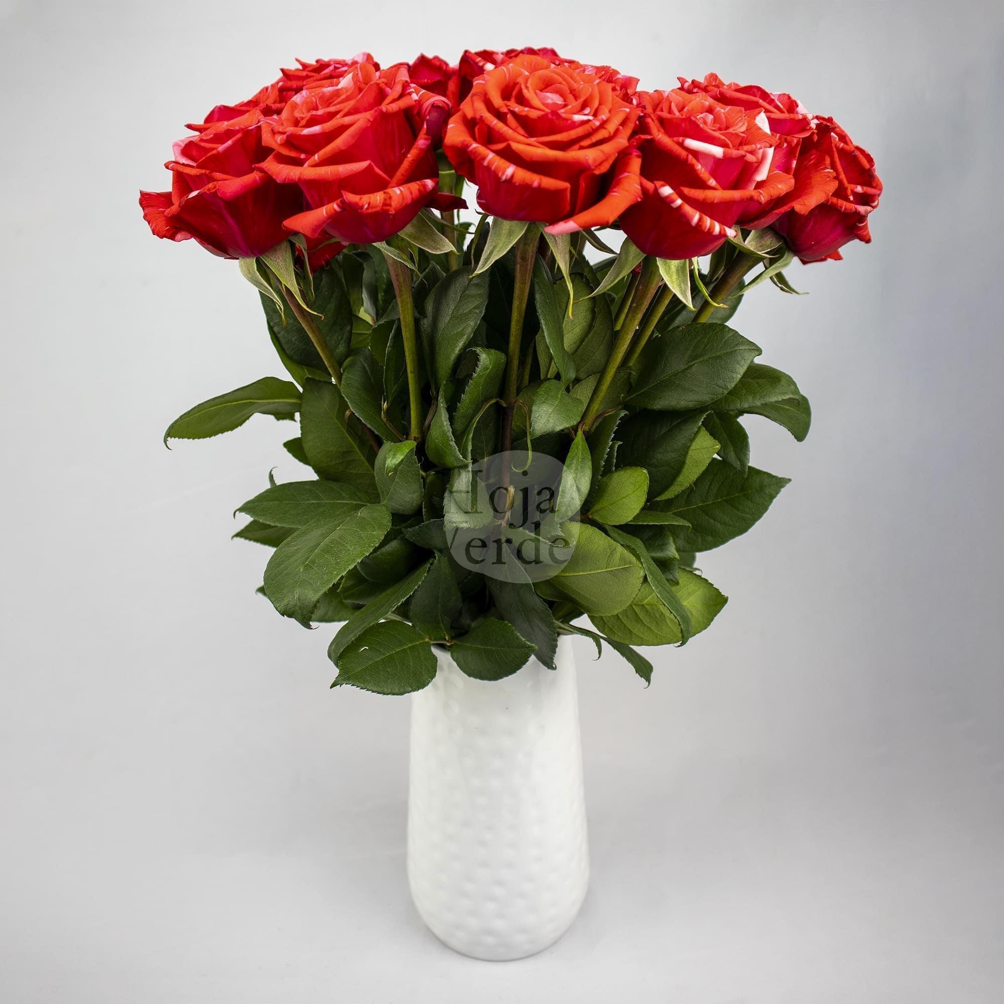 Wild Cat, Ecuadorian rose by Hoja Verde with red base with pink marbled sparkles