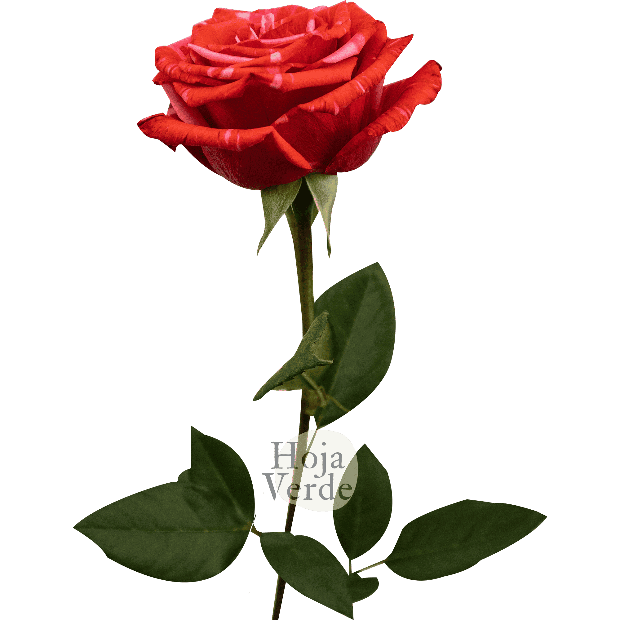 Wild Cat, Ecuadorian rose by Hoja Verde with red base with pink marbled sparkles