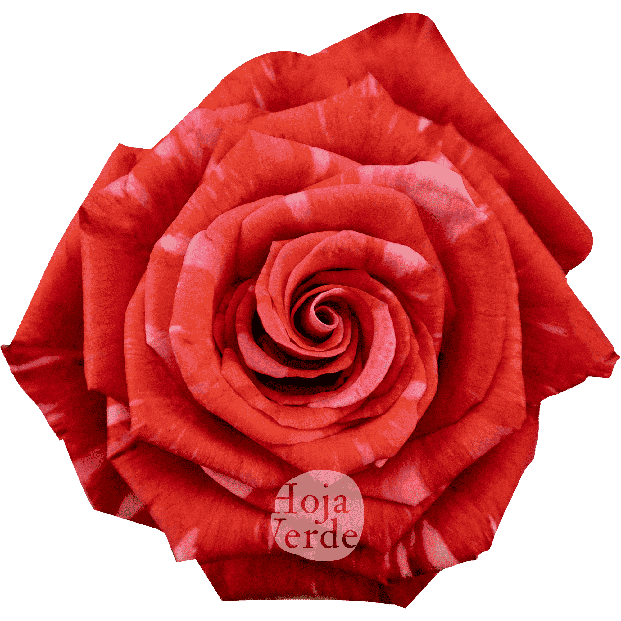 Wild Cat, Ecuadorian rose by Hoja Verde with red base with pink marbled sparkles