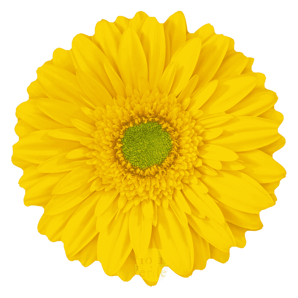 Yellow Taxi, yellow gerbera grown in Ecuador by Hoja Verde