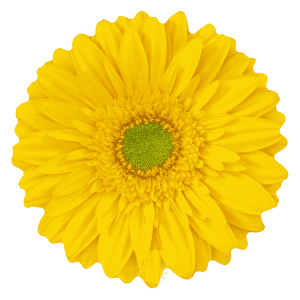 Yellow Taxi, yellow gerbera grown in Ecuador by Hoja Verde