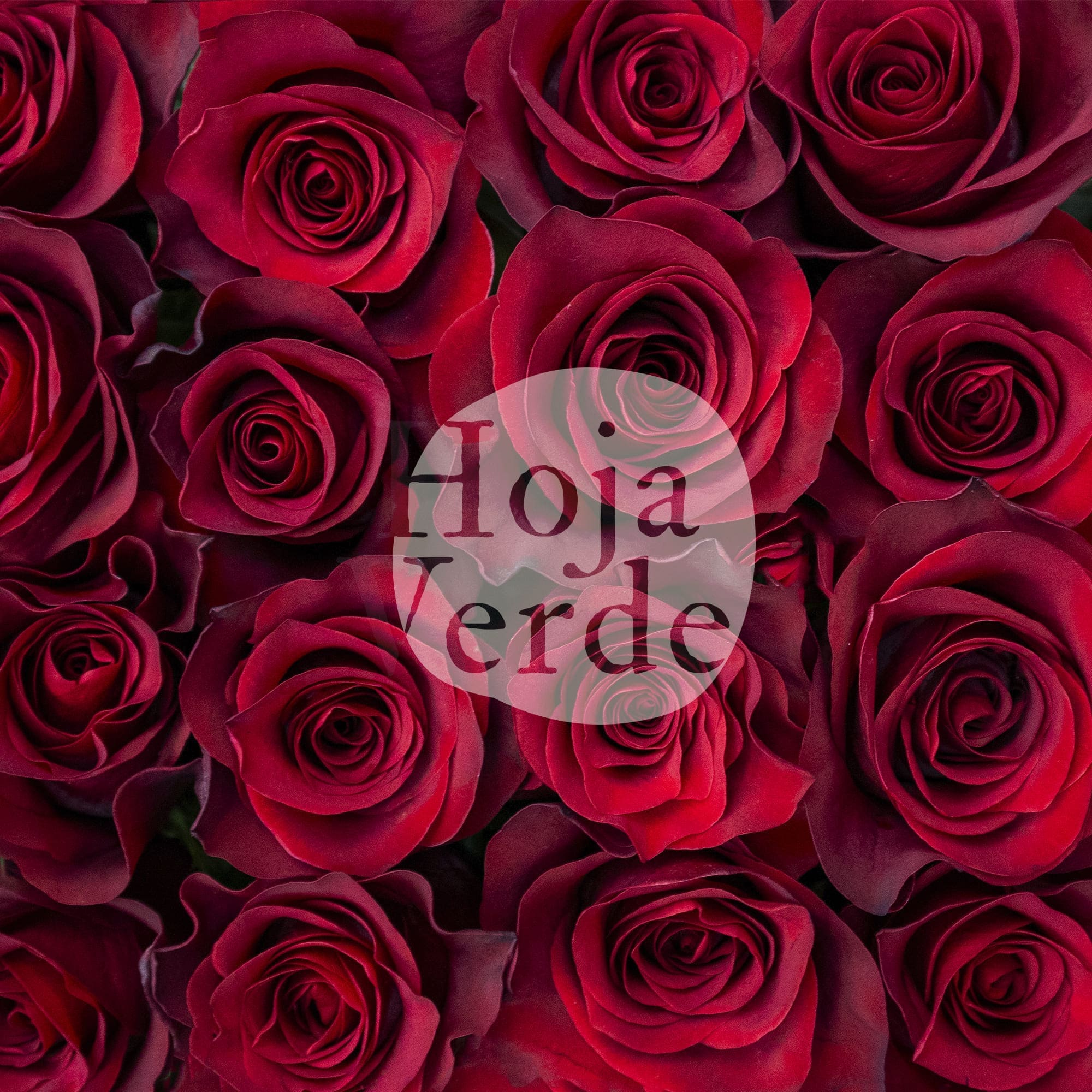 Mamma Mia, Ecuadorian rose by Hoja Verde with red base