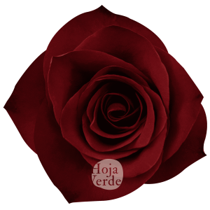 Mamma Mia, Ecuadorian rose by Hoja Verde with red base
