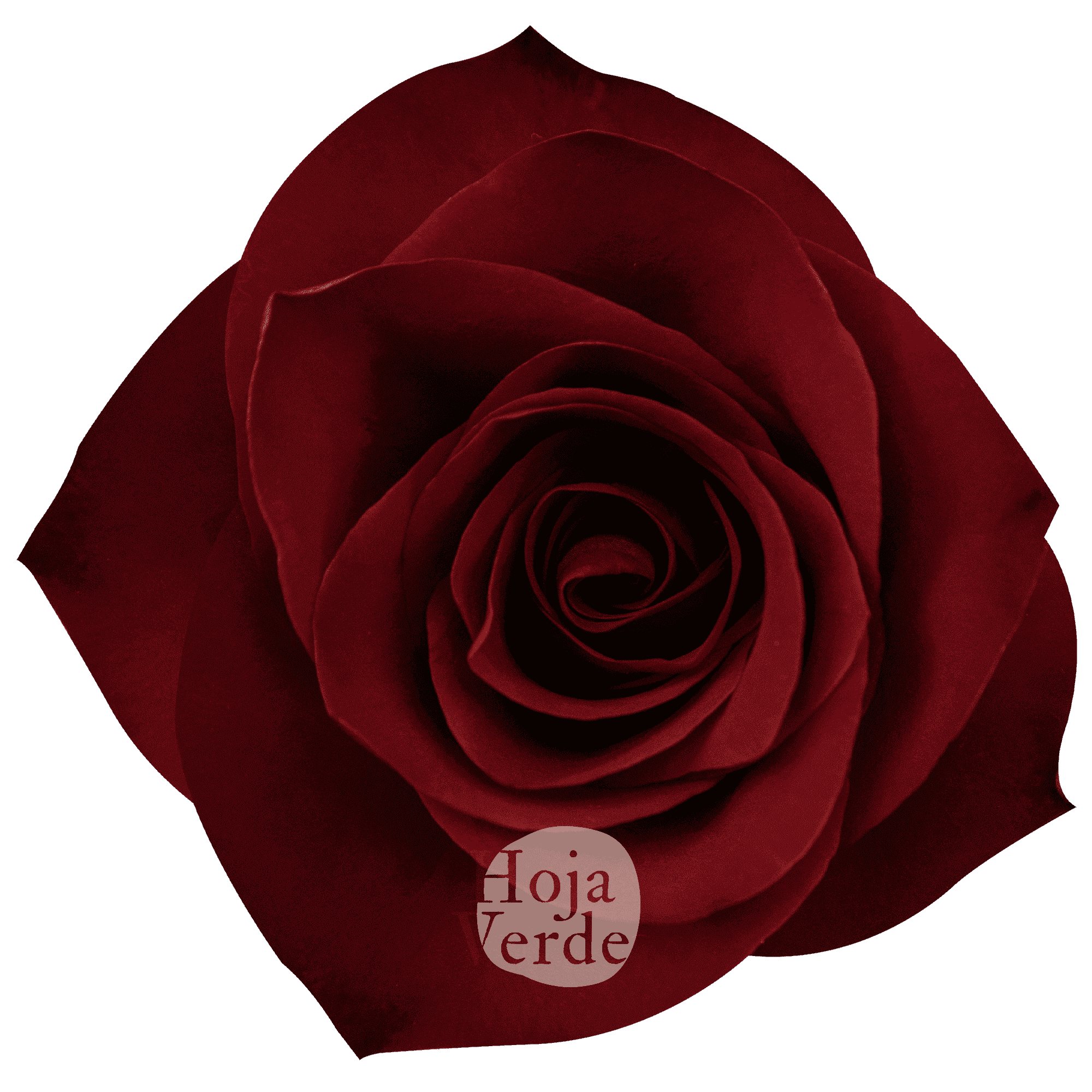 Mamma Mia, Ecuadorian rose by Hoja Verde with red base