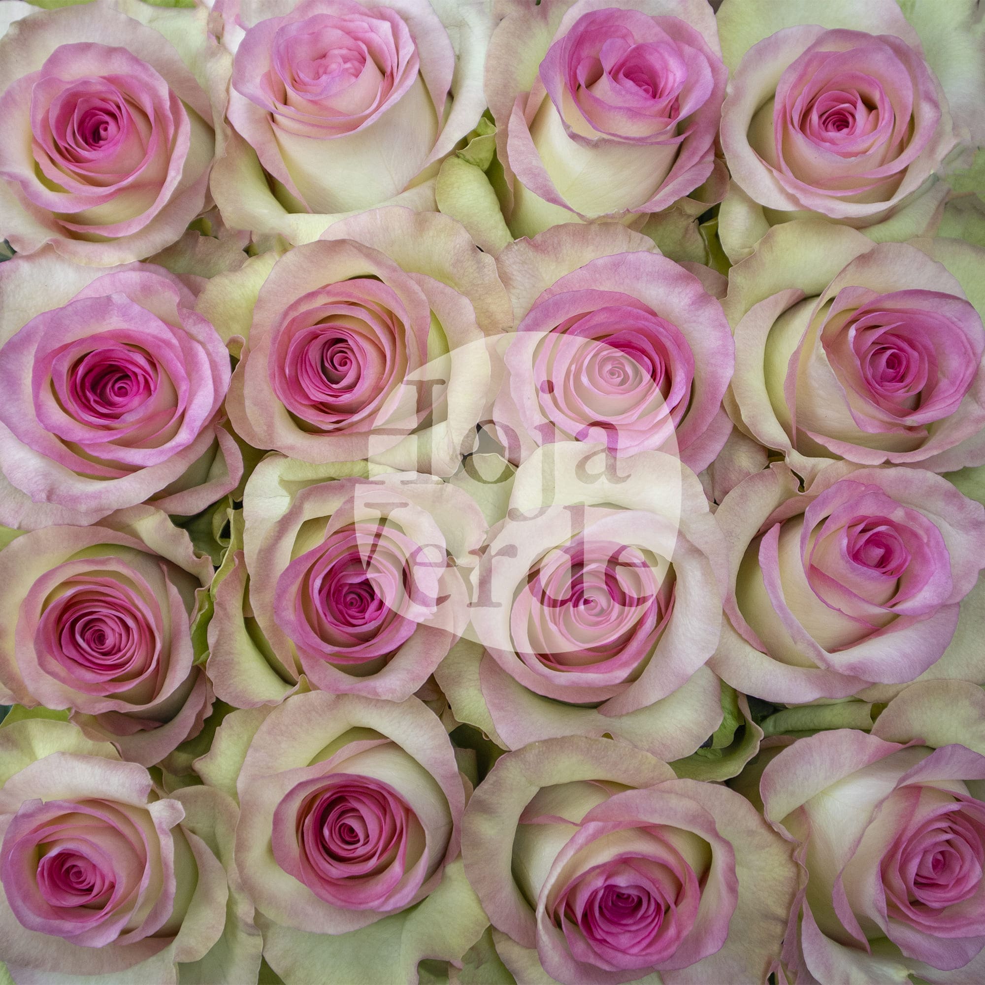 Swan, Ecuadorian rose by Hoja Verde with bicolor colors