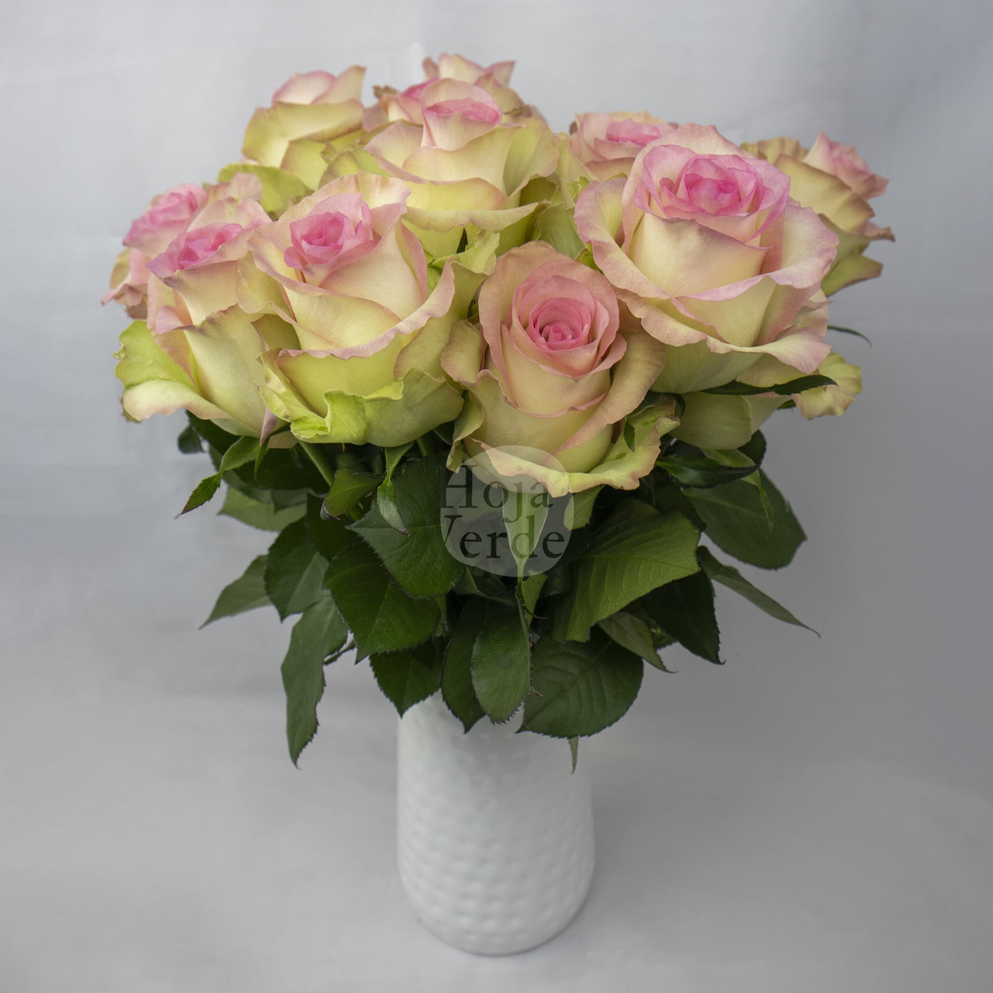 Swan, Ecuadorian rose by Hoja Verde with bicolor colors