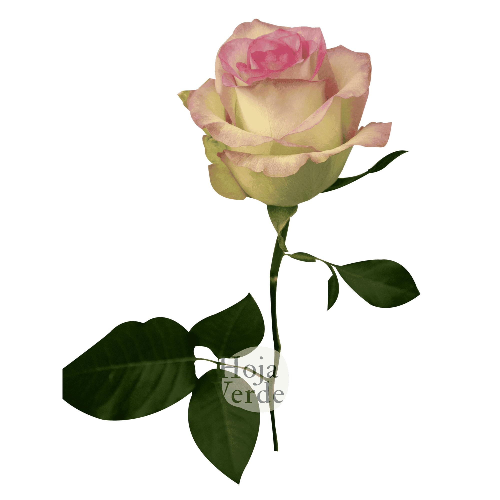 Swan, Ecuadorian rose by Hoja Verde with bicolor colors