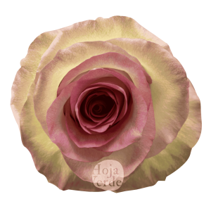 Swan, Ecuadorian rose by Hoja Verde with bicolor colors